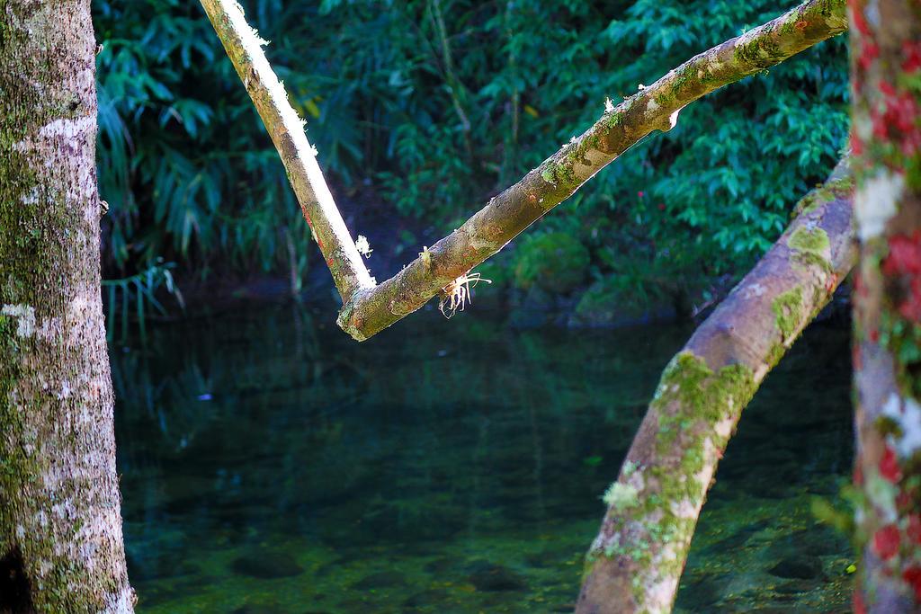 Refugio Ecologico Amadamata Ξενοδοχείο Nova Friburgo Εξωτερικό φωτογραφία
